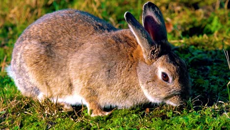 conejo marrón comiendo hierba en texel wadden island, amsterdam