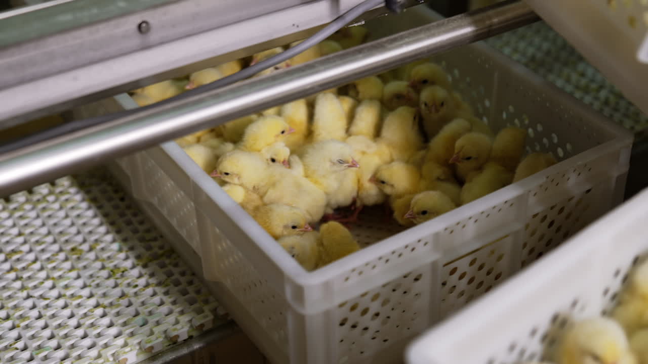 Factory conveyor line moves the plastic crate with yellow chicks. Domestic birds at poultry industry.