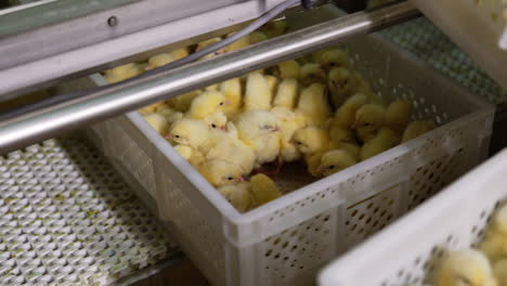 factory conveyor line moves the plastic crate with yellow chicks. domestic birds at poultry industry.