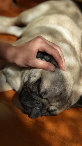 a hand gently touching a sleeping pug dog