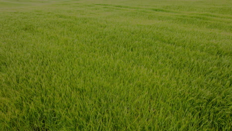 flying above green wheat field agricultural feed and