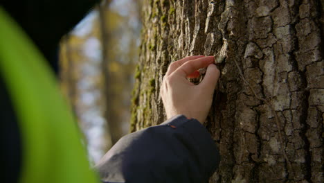 Arborist focusing on the health and safety of individual tree birch