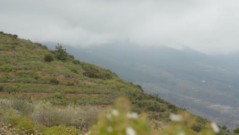 Naturaleza-Verde-Vívida-En-El-Camino-Al-Valle-De-Guimar-Con-Fondo-Brumoso