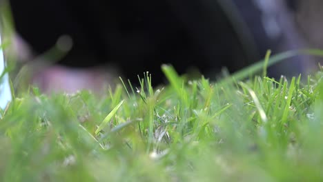 golf ball close up