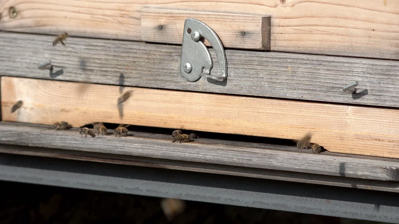 벌집에 들어가고 나가는 꿀벌의 근접 촬영