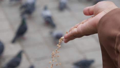 a person feeds pigeons in a city