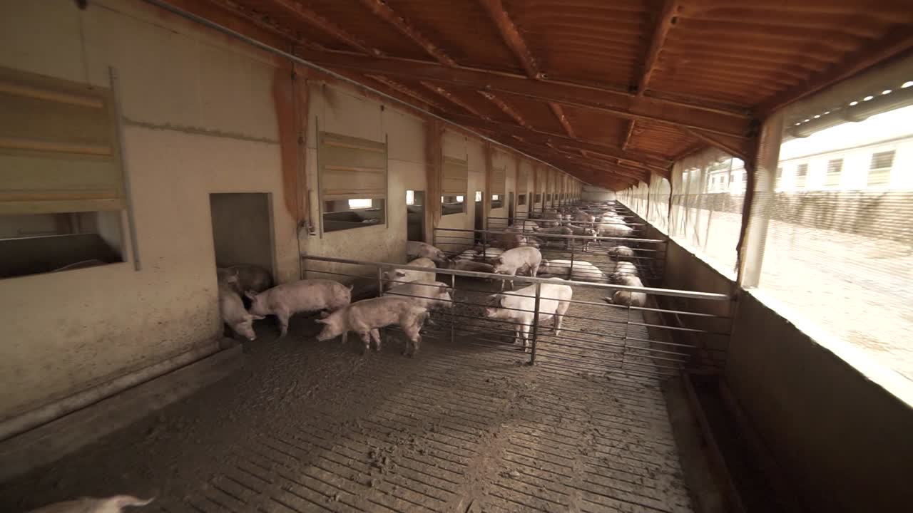 Troupeau de cochons marchant dans des enclos avec des barrières métalliques