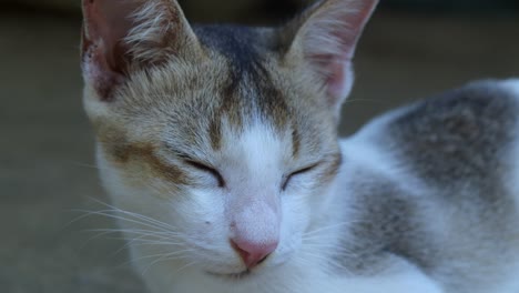 female cat close up shoot. sleepy cat
