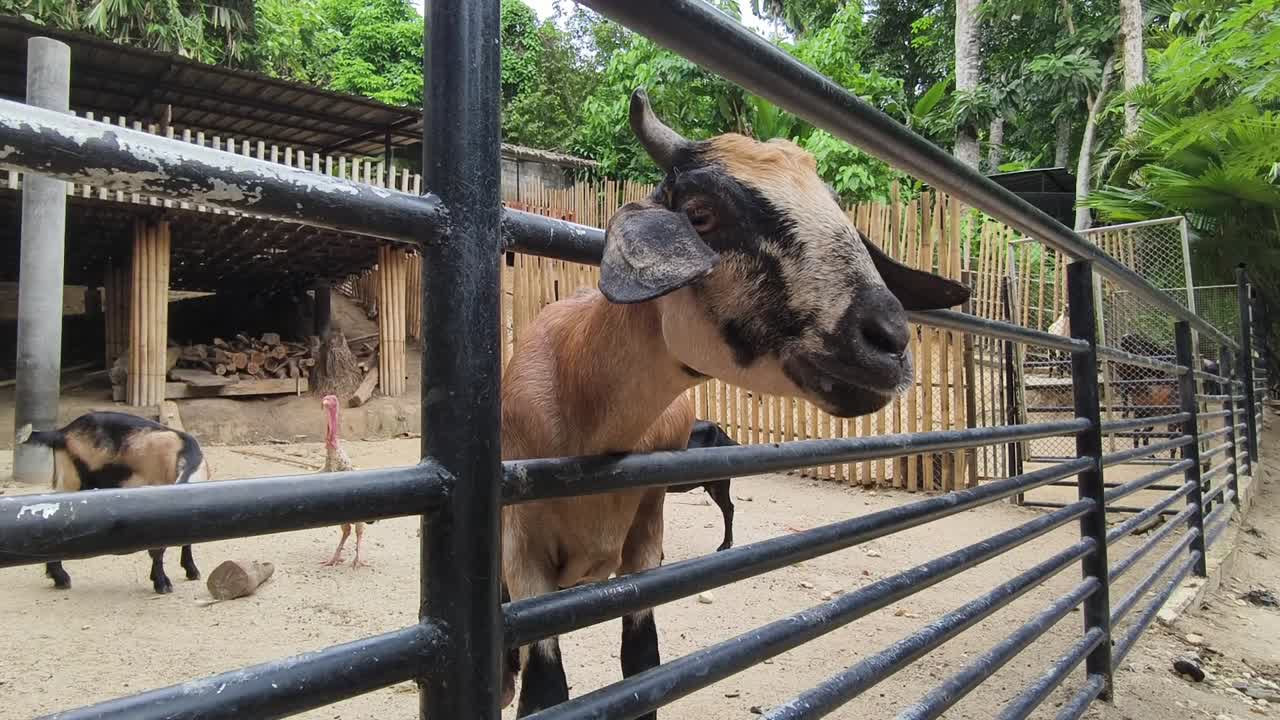 Kambing di belakang pagar