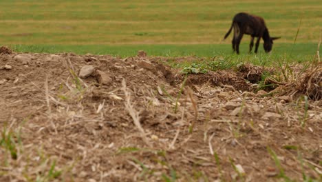 ardilla de tierra comiendo zanahoria en un prado