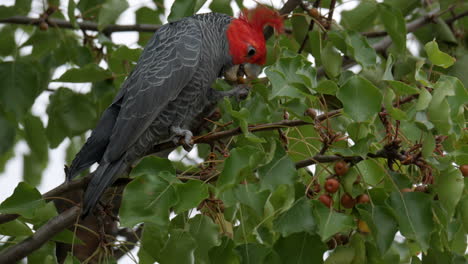 cacatúa de pandillas buscando comida en un árbol de la calle suburbana