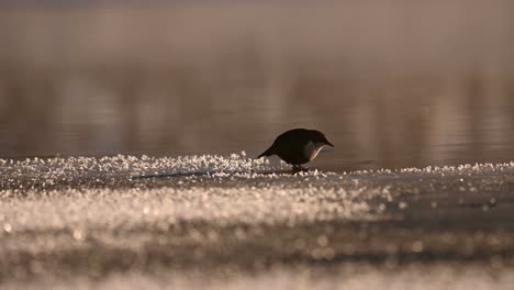 White-throated-dipper-drinks-from-icy-Voss,-Norway-river,-then-dives-after-fish