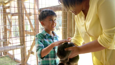 Happy-biracial-grandmother-and-grandson-holding-and-petting-rabbits,-slow-motion