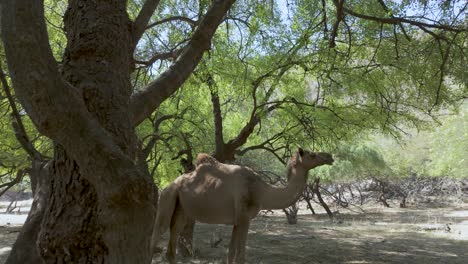 a free range camel in the shade of the trees at wadi darbat, oman - reveal from behind a tree