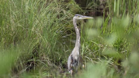 Gran-Pájaro-Garza-Azul-Salvaje-En-El-Parque-Algonquin,-Canadá