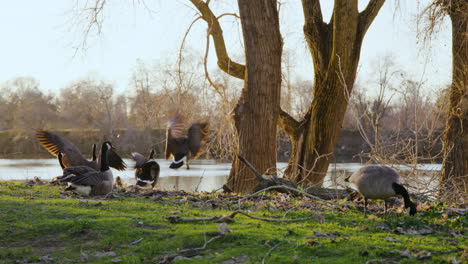 Un-Grupo-De-Patos-Disfrutan-De-Los-Rayos-Dorados-Del-Sol-Poniente-Junto-Al-Río-Y-Se-Alimentan