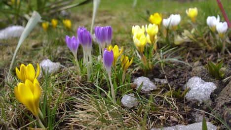 snow thawing around colourful saffrons outside, time lapse