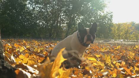 Perro-Sentado-En-La-Pila-Caída-De-Hojas-De-árbol,-Perro-Sentado-En-Un-Montón-De-Hojas