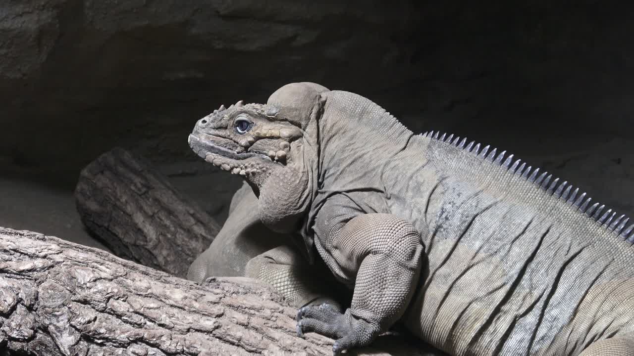 пара игуан (cyclura nubila) сидит на дереве
