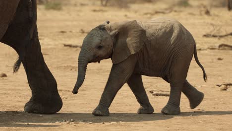 baby african elephant calf walking behind its mother in south africa