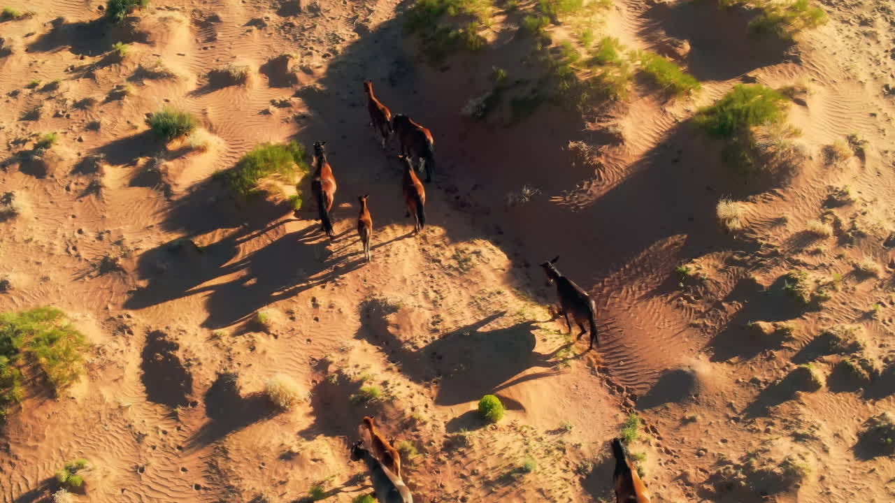 caballos salvajes en arizona: una perspectiva aérea