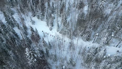 aerial view of hikers in snowy forest