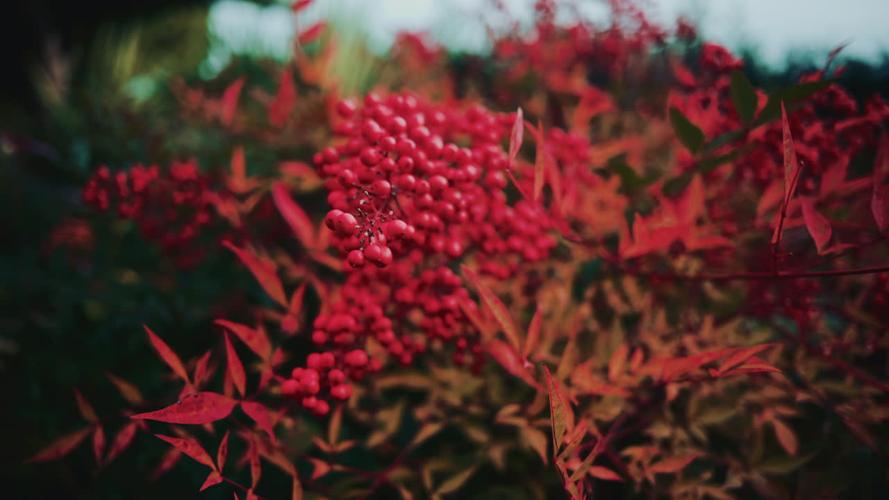 Close up of red berries on a branch, with blurred foliage creating a rich, colorful botanical background