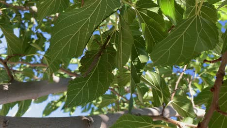 stick insect walking on the leaf of a tree