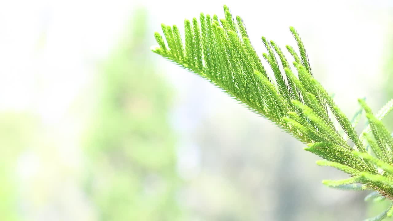 자연 속 의 소나무 가지 의 상세 한 모습