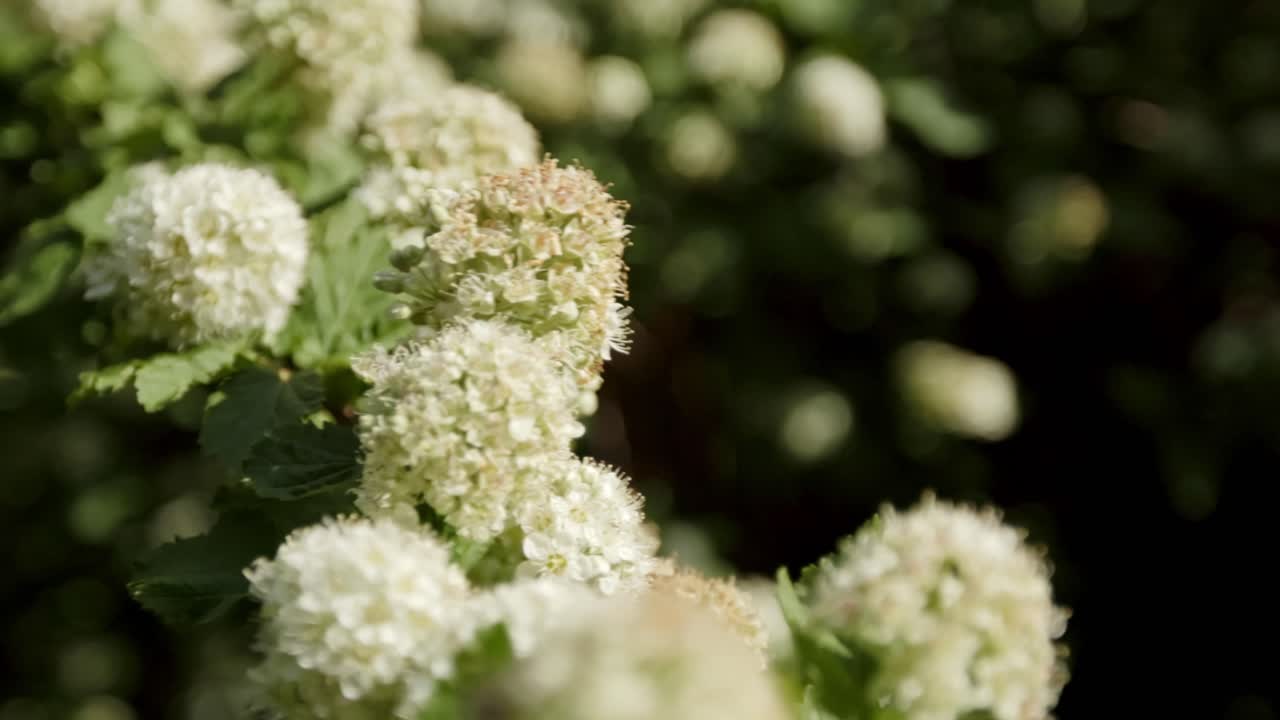 Snowball Bush Flowering Shrub Gently Moves In Soft Breeze. Selective Focus Shot