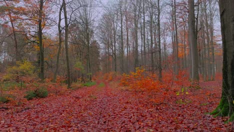 Vuelo-De-Cámara-Baja-Hacia-Atrás-A-Lo-Largo-De-Un-Sendero-Forestal-A-Finales-De-Otoño