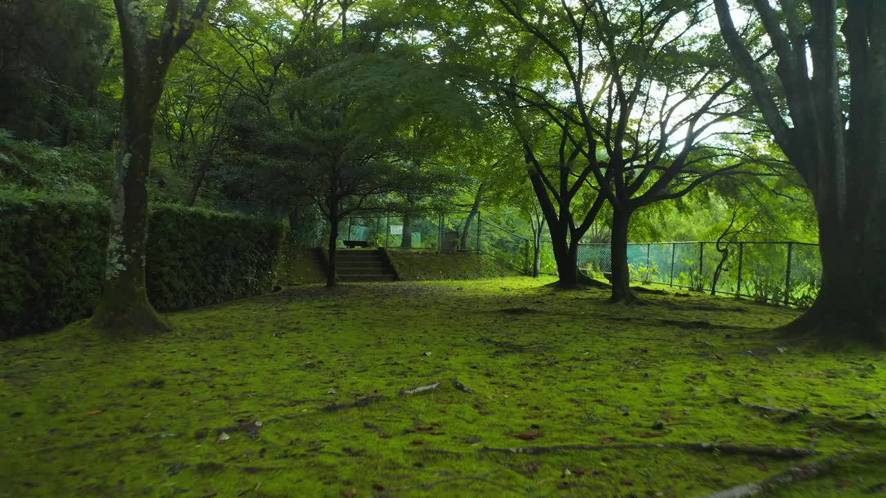 volando a través del crecimiento excesivo de musgo abandonado en el campo de japón