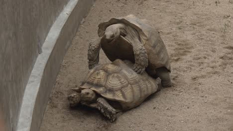 The-breeding-of-two-African-Spurred-Tortoise-or-Sulcata-Tortoise,-the-largest-mainland-tortoise,-at-a-zoo