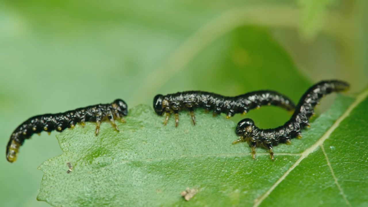 Gros plan macro de larves de Craesus latipes posées sur une feuille verte et se nourrissant. Lumière naturelle, texture détaillée de la feuille et arrière-plan flou dans un cadre extérieur paisible.
