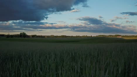 flying over grass field in summer sunset - drone shot