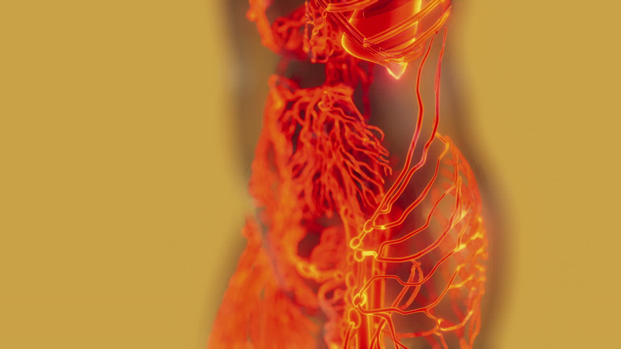 análisis de los vasos sanguíneos humanos exploración anatómica