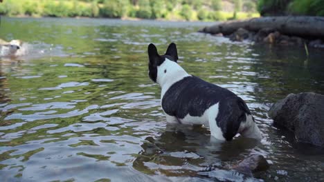 Bulldog-Francés-Jugando-En-El-Agua-1080p-4x-Cámara-Lenta