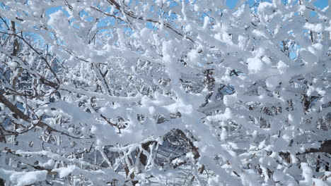 Bäume,-Äste-In-Den-Alpen,-Bedeckt-Mit-Gefrorenem-Schnee-Bei-Kaltem,-Sonnigem-Winterwetter-In-Zeitlupe---Zurückziehen