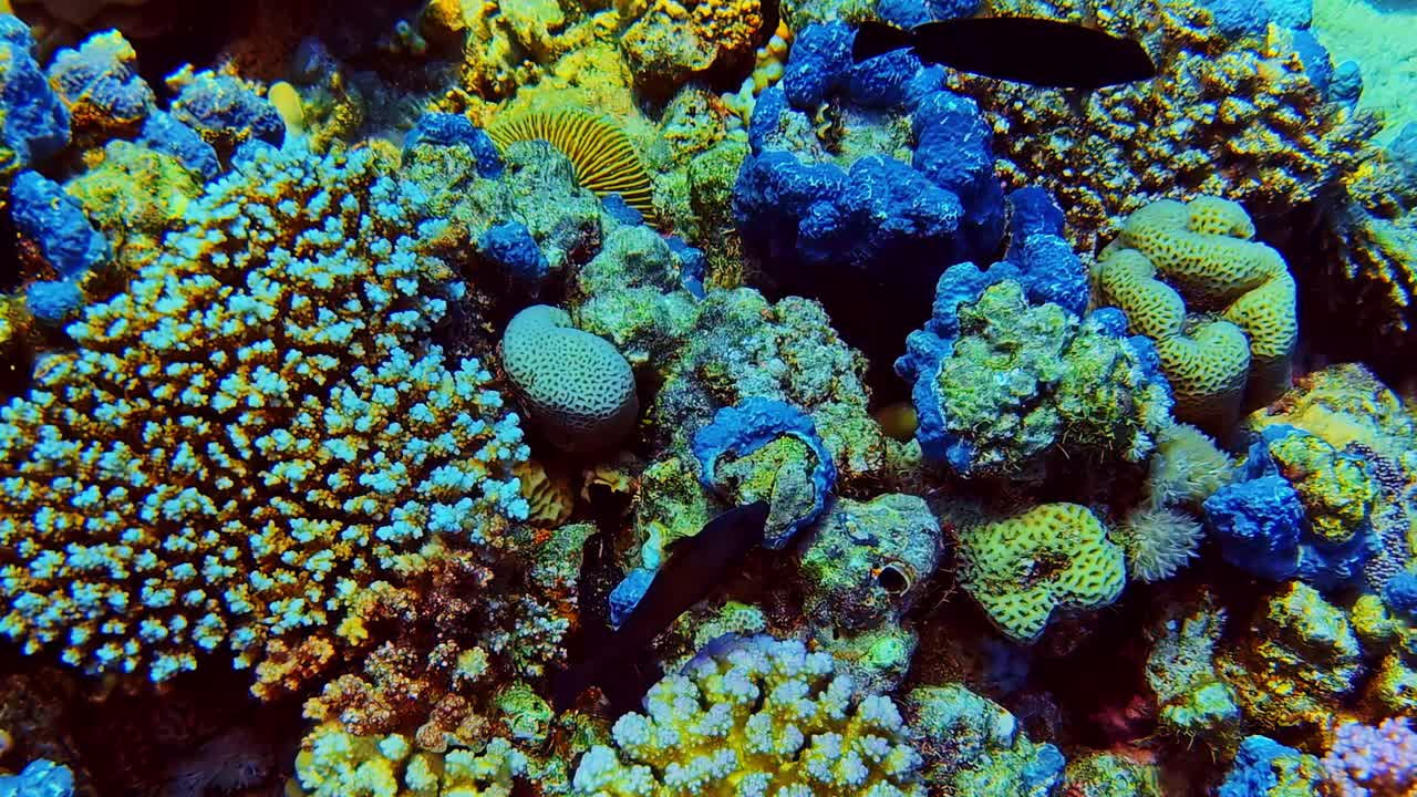 Spugne blu e coralli cervello in una densa barriera corallina tropicale