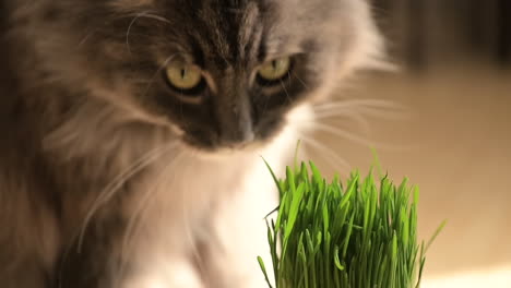 close up of a cut grey cat sniffing and licking fresh catnip at home