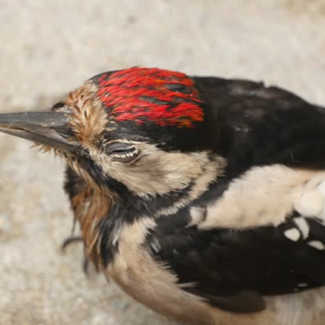 great spotted woodpecker sitting