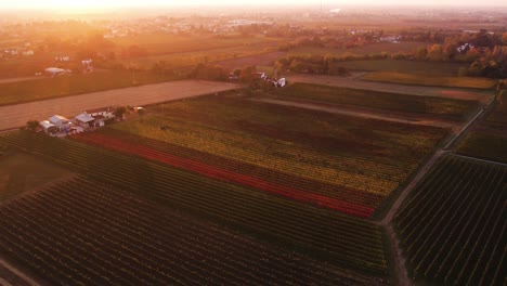 Aerial-landscape-view-over-colorful-autumn-vineyard-with-red-and-orange-leaves,-in-the-italian-countryside,-at-sunset