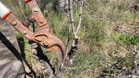 we see a close-up of large pruning scissors and a wine vine, several cuts are made, one of them is how the pruning will be completed to two buds, eventually a jack russell appears avila spain