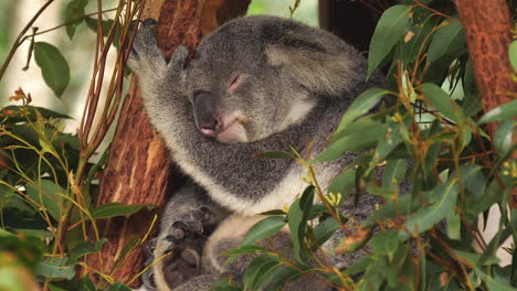 koala sleeping in a eucalyptus tree - isolated close up