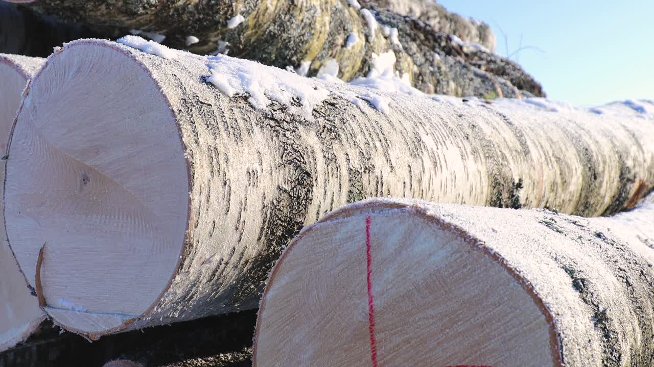 Stacked birch logs covered with light snow rest outdoors in a winter landscape, showing rough bark textures and freshly cut ends under clear daylight