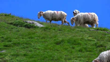 pyrenean mountain dog protecting sheep, pyrenees, france