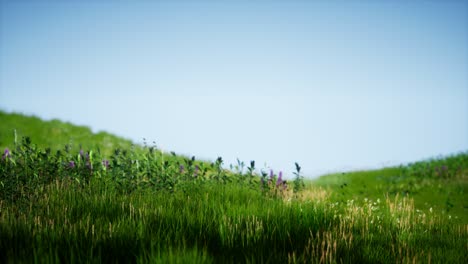 Field-of-green-fresh-grass-under-blue-sky