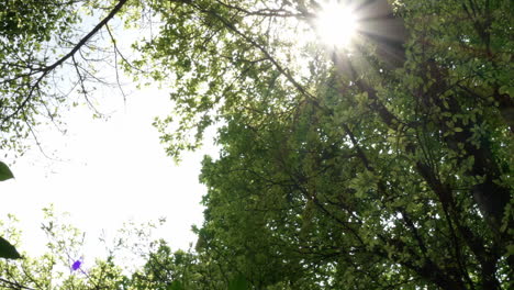 green leaves and star sun light at city park