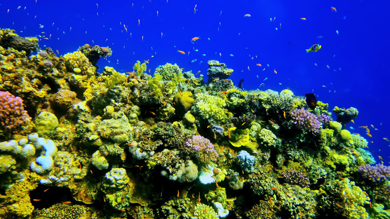 Colorful coral reef teeming with fish in vibrant blue ocean water