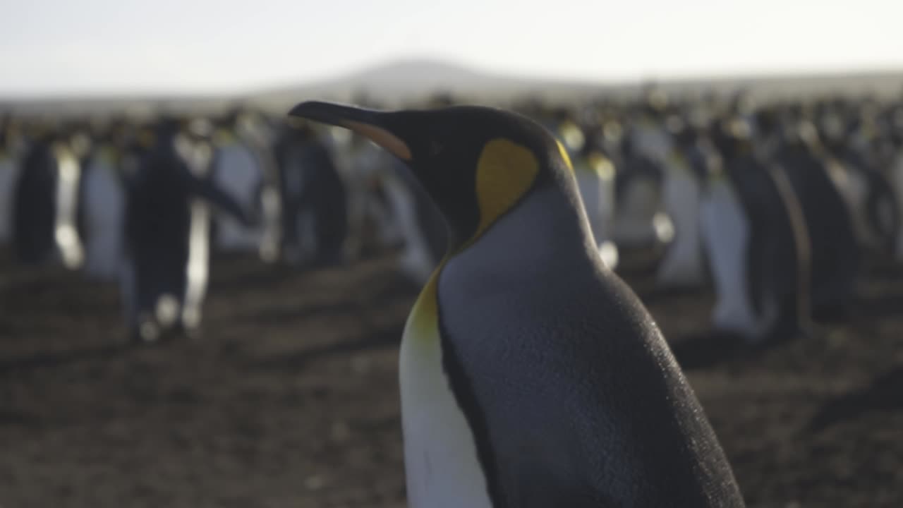 King penguin walking and turning head within densely populated breeding colony, showcasing natural black, white, and yellow plumage against antarctic wildlife environment